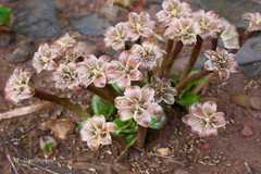 Cryptocoryne cognata